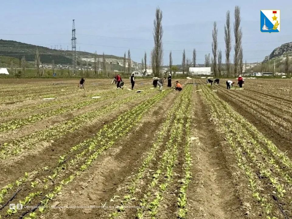 Более 220 тысяч саженцев пекинской капусты высадили на полях Севастополя
