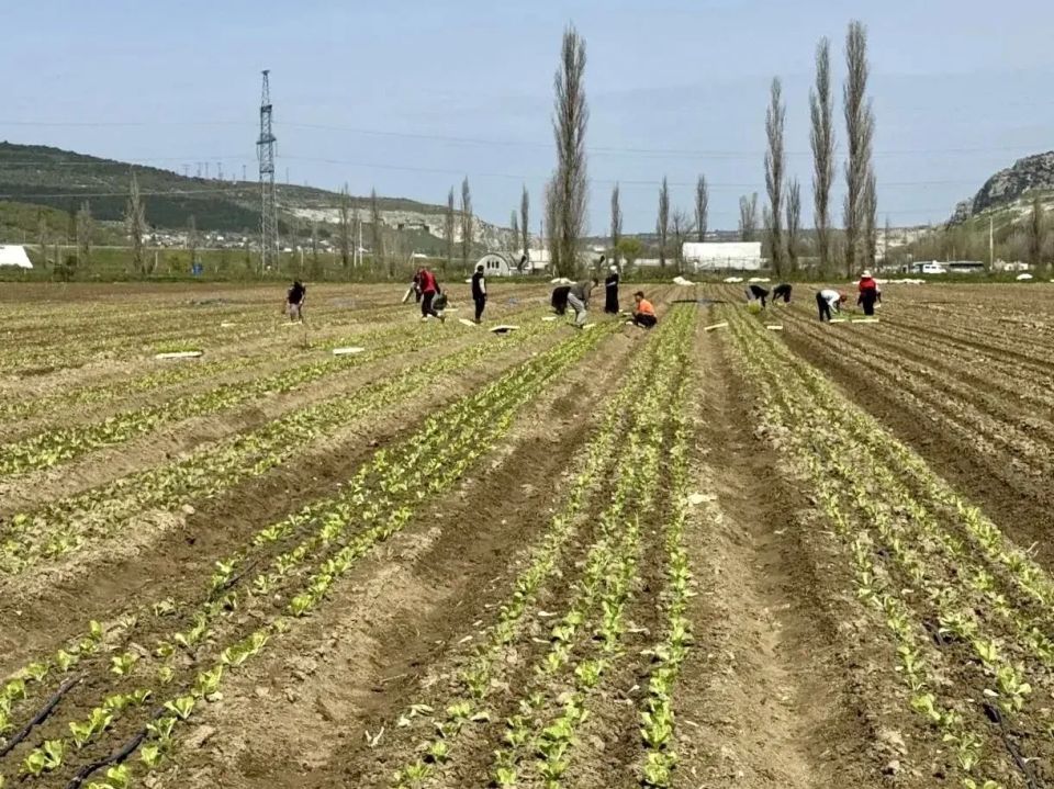 В Севастополе высадили более 220 тысяч саженцев пекинской капусты