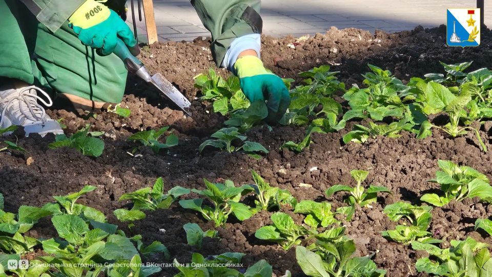 Севастопольские клумбы украсят около 252 тысяч летних цветов Севастопольские клумбы украсят около 252 тысяч летних цветов