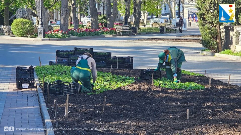 Севастопольские клумбы украсят около 252 тысяч летних цветов Севастопольские клумбы украсят около 252 тысяч летних цветов