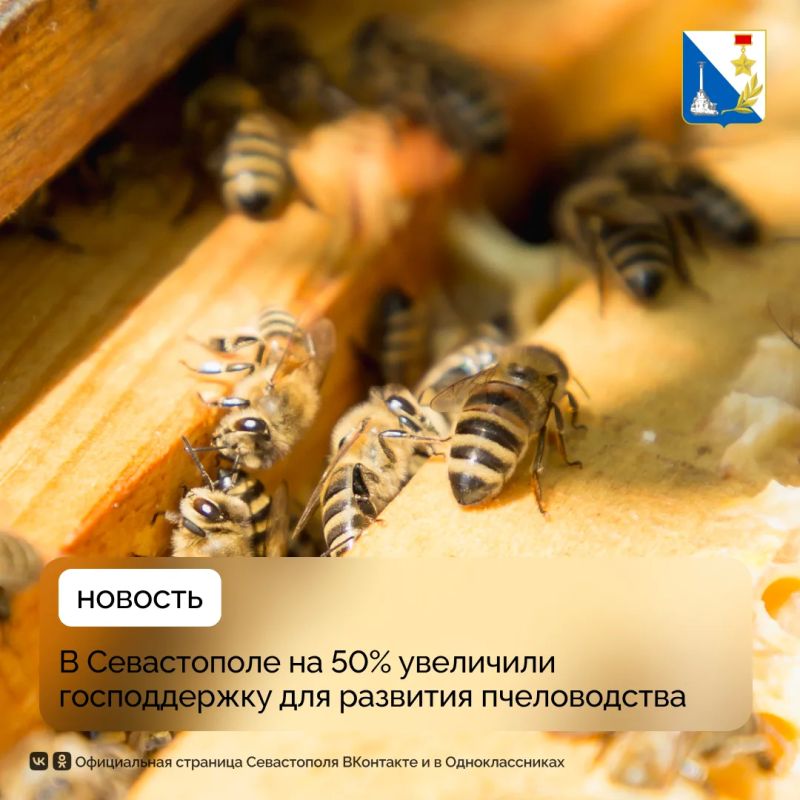 Более 300 тысяч рублей выделят на поддержку пчеловодов