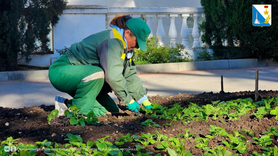 Севастопольские клумбы украсят около 252 тысяч летних цветов