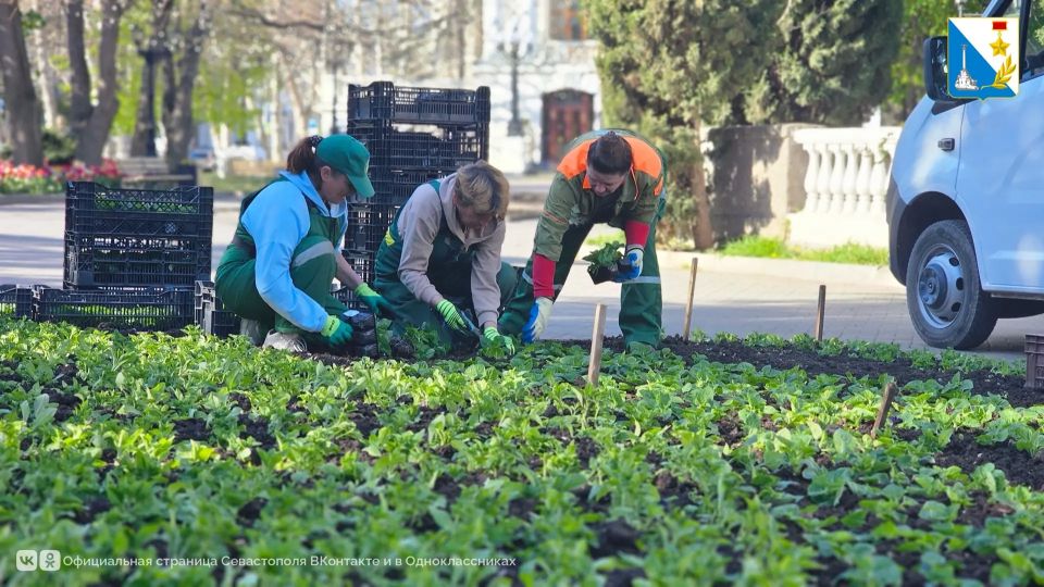 Севастопольские клумбы украсят около 252 тысяч летних цветов Севастопольские клумбы украсят около 252 тысяч летних цветов