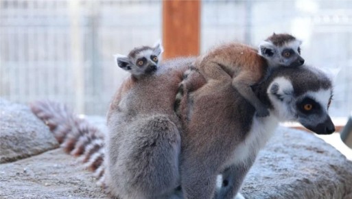 �������� ����-���: � �������������� ����� �������� �������� ��������� ��������������� ������