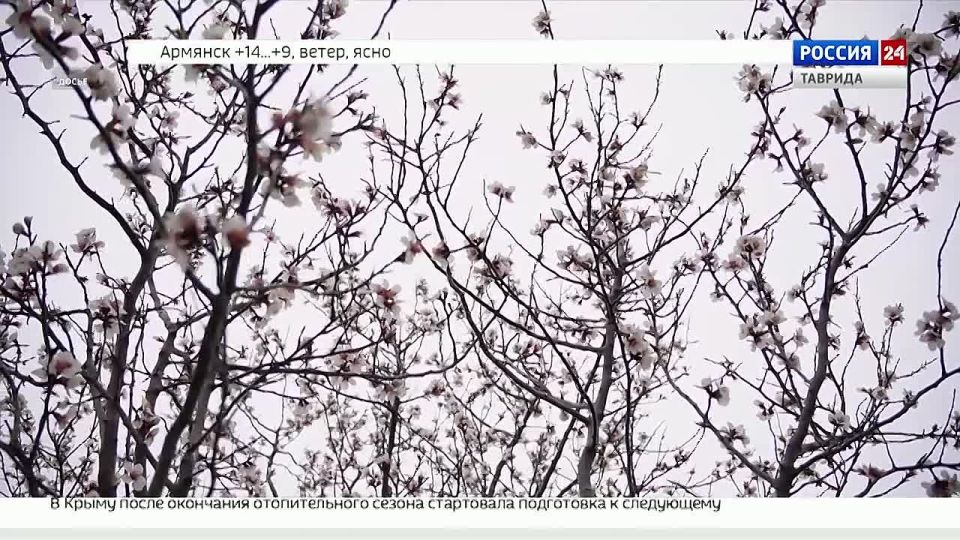 Заморозки в Крыму не нанесли существенного ущерба будущему урожаю