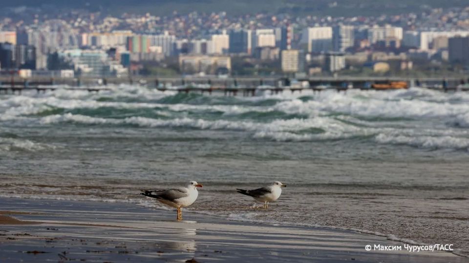 Волны высотой до 3,5 метра прогнозируют синоптики в Черном море в Анапе, сообщила в Telegram-канале глава города Светлана Маслова