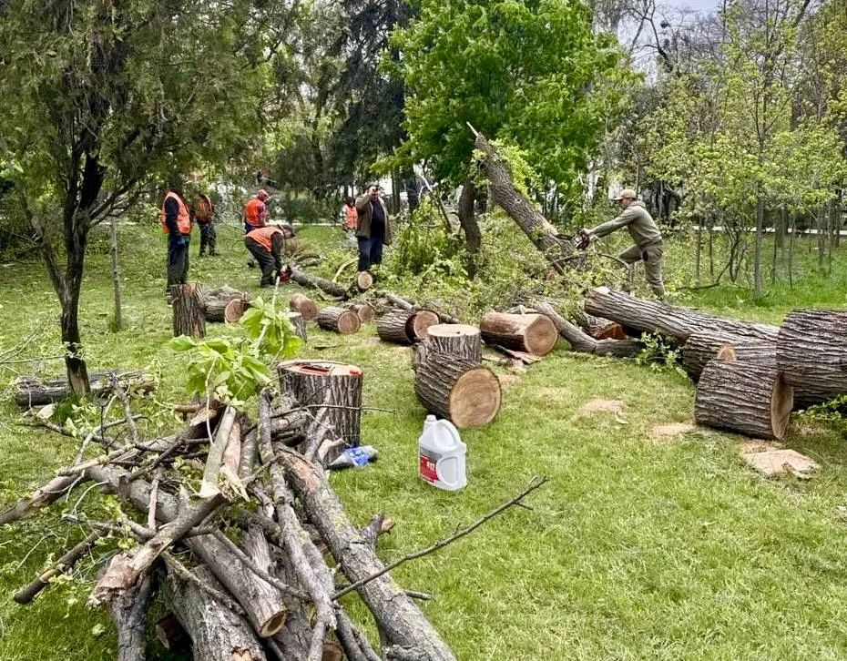 В парках Симферополя устраняют последствия непогоды В парках Симферополя устраняют последствия непогоды