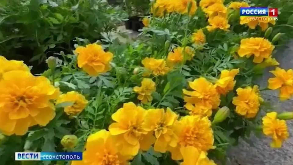 В Севастополе высадили бархатцы у памятника Георгию Победоносцу