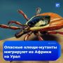 �����-�������, ������� �� ������ �����������, ��������� � ������