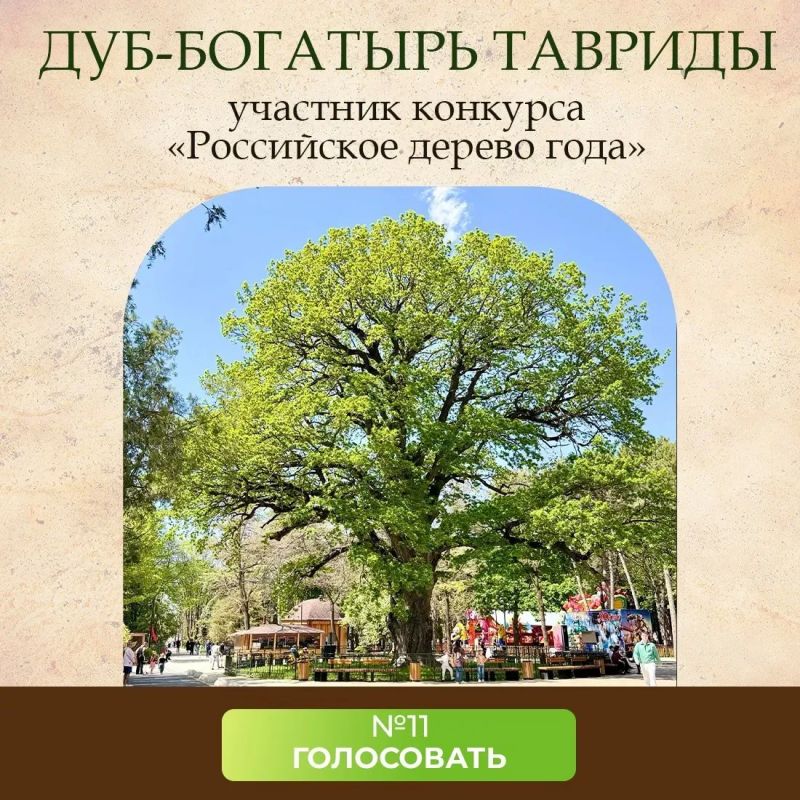 Дуб-богатырь в Детском парке Симферополя участвует в ежегодном конкурсе «Российское дерево года»