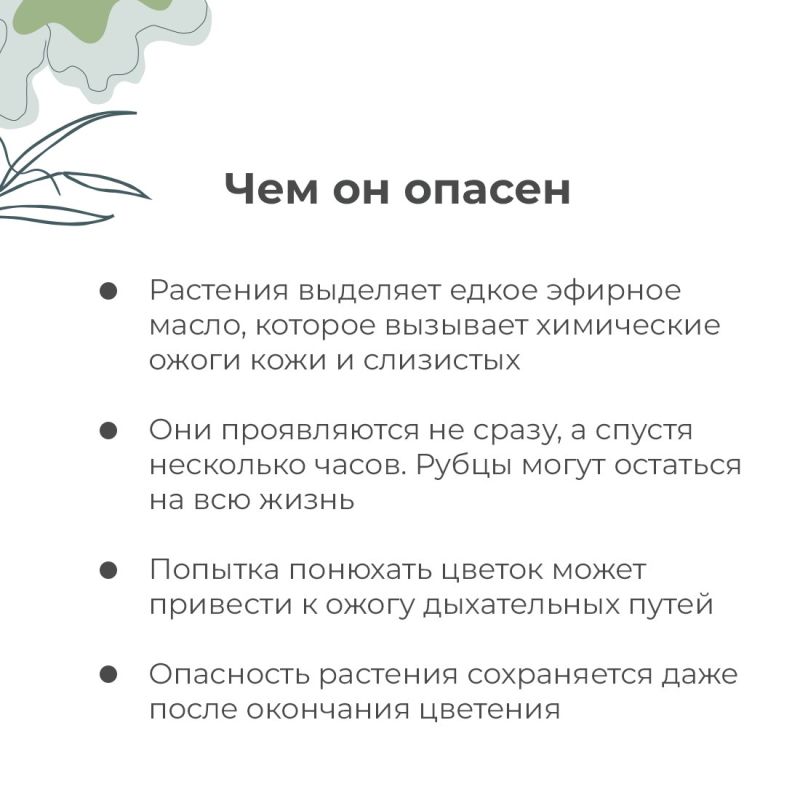 В Крыму зацвёл ясенец голостолбиковый, более известный как купина неопалимая — один из самых коварных ядовитых цветов В Крыму зацвёл ясенец голостолбиковый, более известный как купина неопалимая — один из самых коварных ядовитых цветов