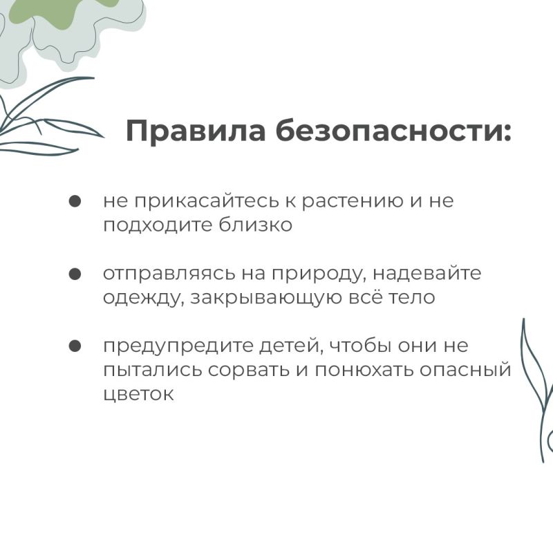 В Крыму зацвёл ясенец голостолбиковый, более известный как купина неопалимая — один из самых коварных ядовитых цветов В Крыму зацвёл ясенец голостолбиковый, более известный как купина неопалимая — один из самых коварных ядовитых цветов