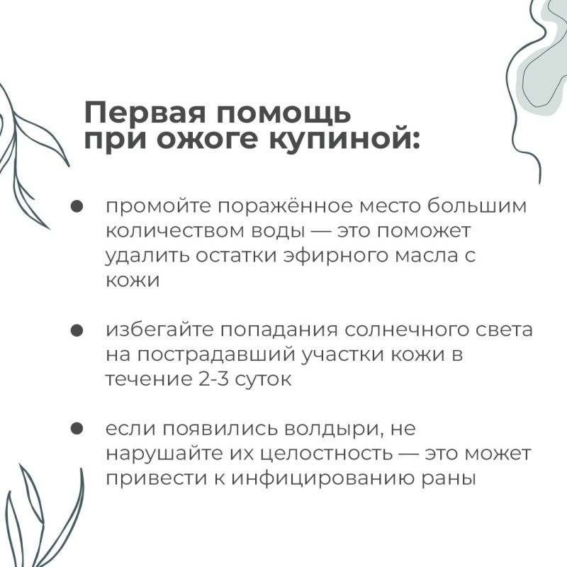В Крыму зацвёл ясенец голостолбиковый, более известный как купина неопалимая — один из самых коварных ядовитых цветов В Крыму зацвёл ясенец голостолбиковый, более известный как купина неопалимая — один из самых коварных ядовитых цветов