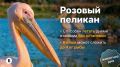 В рубрике «Ведомостей» «Животное дня» – розовый пеликан, одна из самых крупных птиц в мире