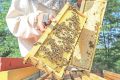 На этой неделе мир отпраздновал Всемирный день пчёл