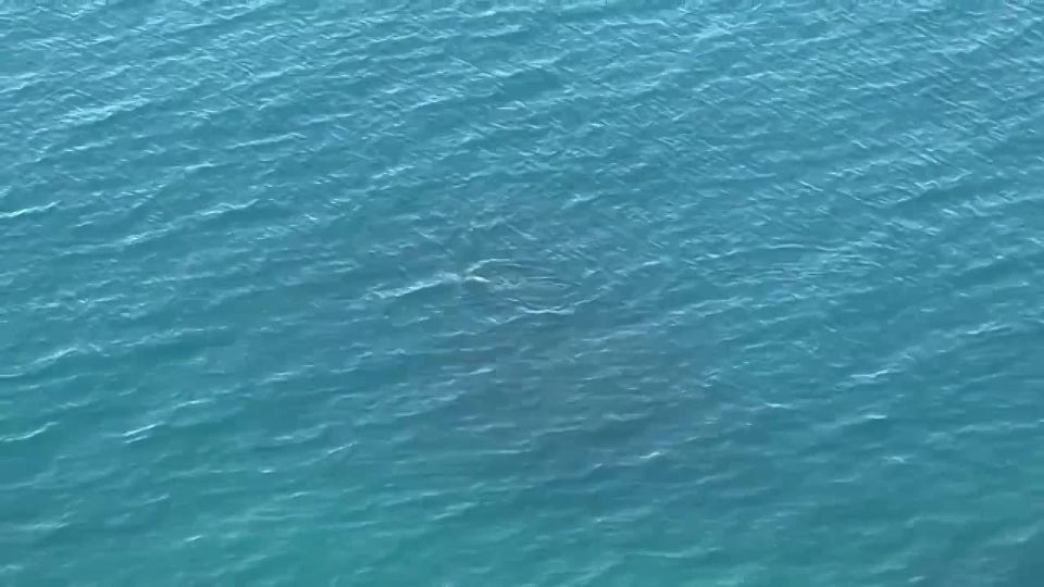 Если долго вглядываться в синь горизонта Черного моря, можно не только насладиться прекрасными видами, но и пожелать одинокому дельфину приятного плавания и вкусного улова