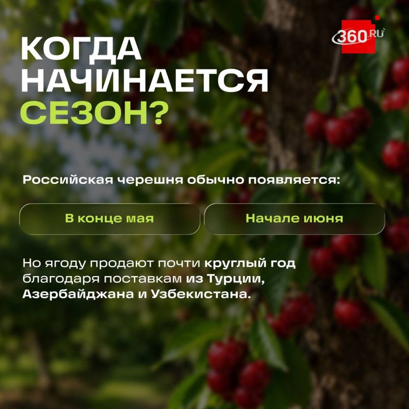 Как не ошибиться при покупке черешни? Как не ошибиться при покупке черешни?