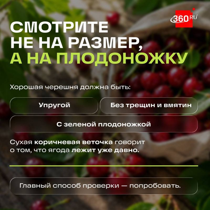 Как не ошибиться при покупке черешни? Как не ошибиться при покупке черешни?