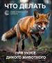Что делать, если укусило дикое животное?