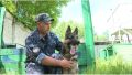 Четверолапые на службе. Новые хвостатые сотрудники поступили на службу в уголовно-исполнительную систему Республики Крым