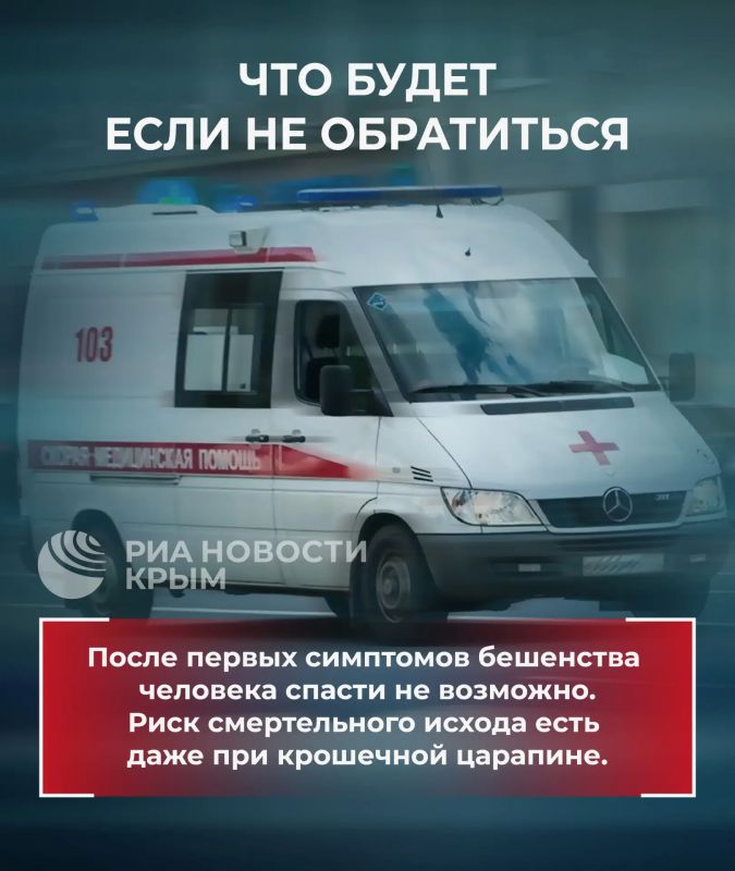 Что делать, если укусило дикое животное? Что делать, если укусило дикое животное?