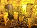 Перед судом предстанет житель Советского района, обвиняемый в выращивании 81 куста конопли