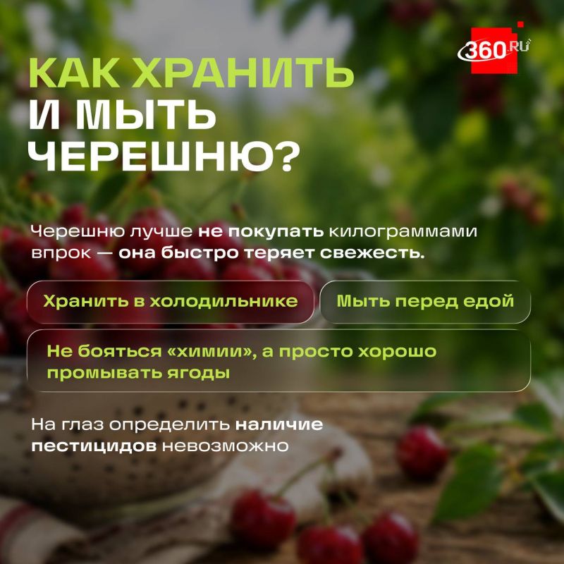 Как не ошибиться при покупке черешни? Как не ошибиться при покупке черешни?