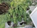 Крымчанина обвиняют в выращивании 81 куста конопли