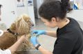 В мае госветклиники Севастополя приняли почти 500 питомцев