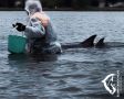 Берет рыбу из рук и боится потерять маму: трогательная история спасения в Севастополе двух дельфинов