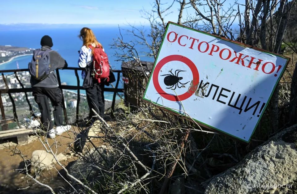 Девять человек в Крыму заболели боррелиозом после укусов клещей