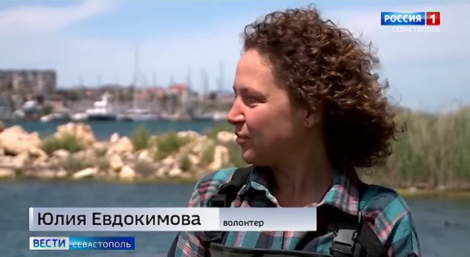 В Севастополе волонтёры выхаживают двух дельфинов-белобочек