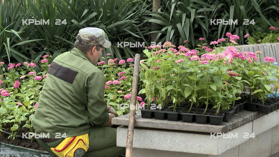 Около тысячи гибридных бегоний высадили на набережной Ялты