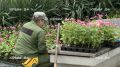 Около тысячи гибридных бегоний высадили на набережной Ялты