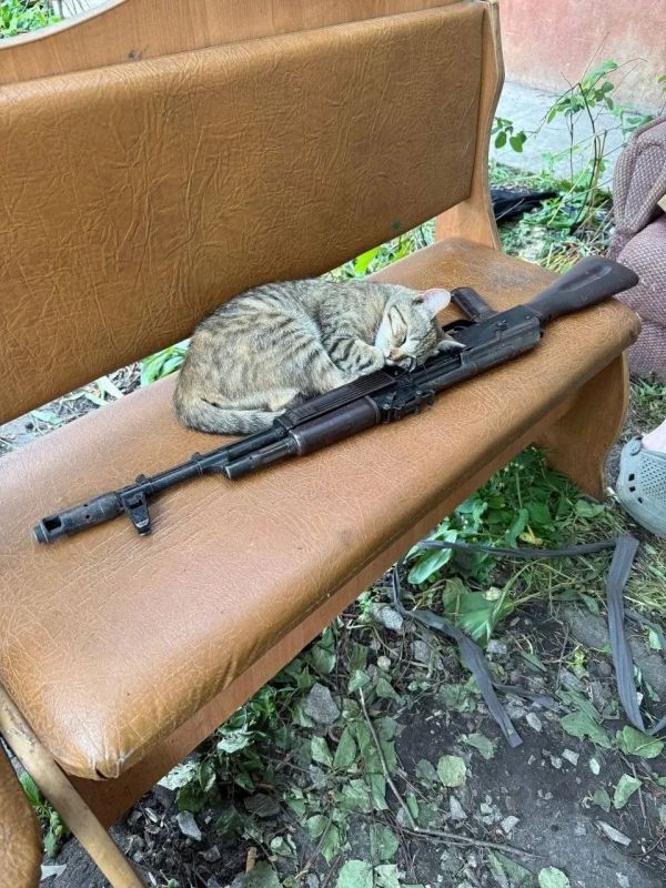 Нежная Мия и кот Василий несут службу в войсках БПЛА, разделяют военные будни с нашими героями Нежная Мия и кот Василий несут службу в войсках БПЛА, разделяют военные будни с нашими героями