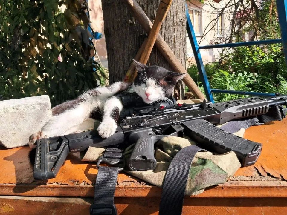 Нежная Мия и кот Василий несут службу в войсках БПЛА, разделяют военные будни с нашими героями