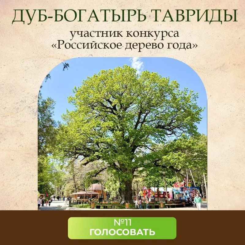 Дуб-богатырь в Детском парке Симферополя участвует в ежегодном конкурсе «Российское дерево года»