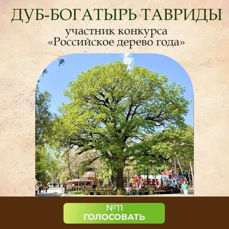 Александр Соколовский: Нашему дубу нужна ваша поддержка!