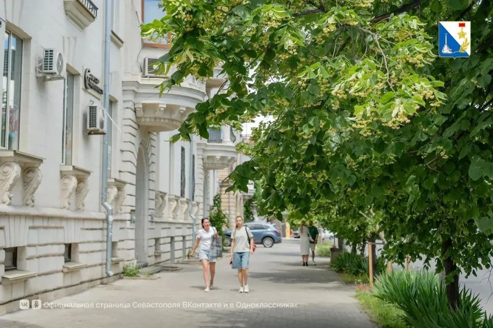 На улице Гоголя зацвели липы, высаженные в декабре На улице Гоголя зацвели липы, высаженные в декабре