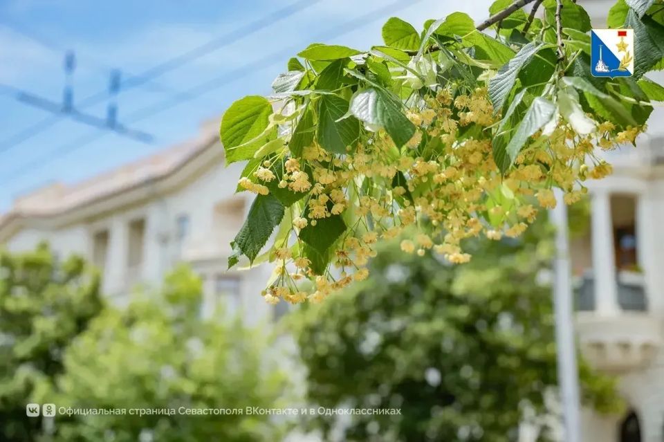 На улице Гоголя зацвели липы, высаженные в декабре На улице Гоголя зацвели липы, высаженные в декабре