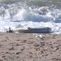 На берегу Черного моря в турецкой провинции Кастамону местные жители нашли неизвестный беспилотник