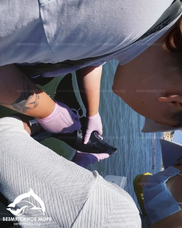 Мама тяжело болеет, но играет с дочкой: в Севастополе продолжают спасать двух дельфинов Мама тяжело болеет, но играет с дочкой: в Севастополе продолжают спасать двух дельфинов