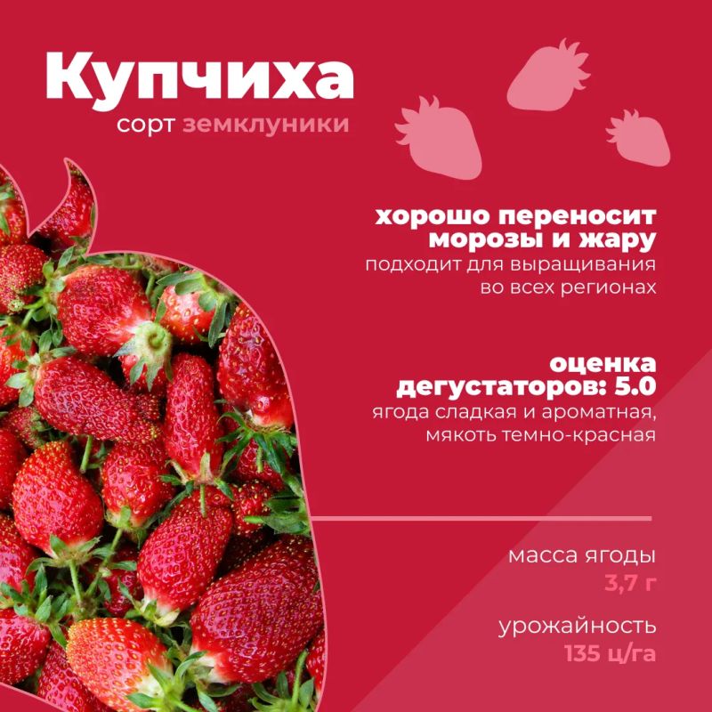 Какие российские сорта клубники можно встретить в продаже? Какие российские сорта клубники можно встретить в продаже?