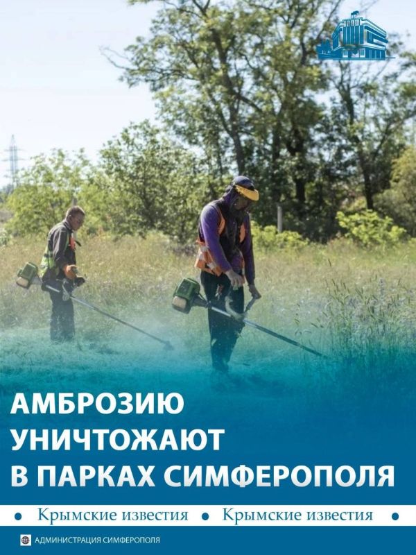 Парки и улицы Симферополя обрабатывают от амброзии