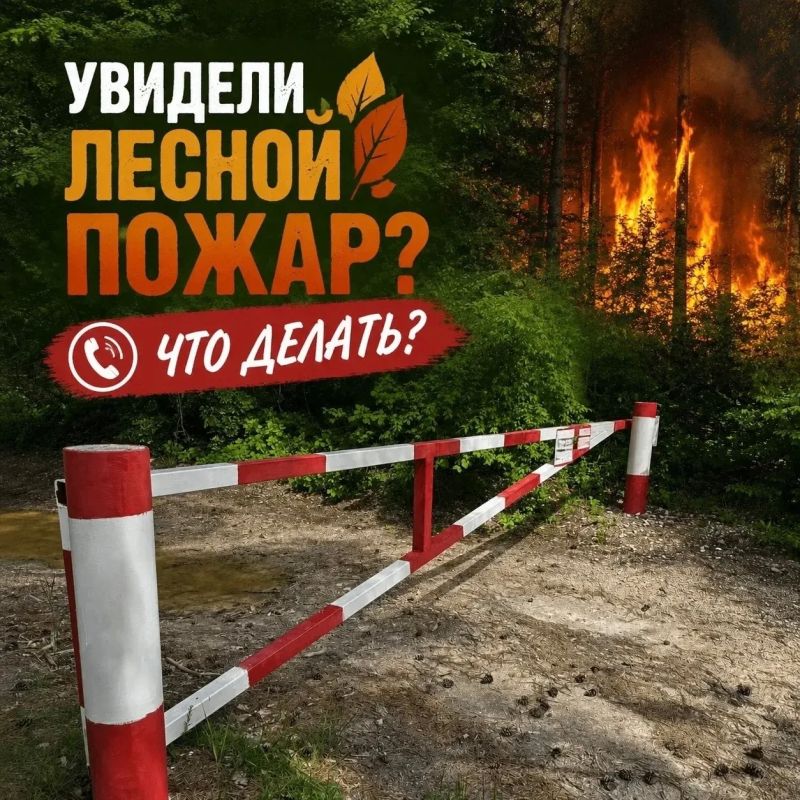 Сейчас лето и очень хочется выйти на прогулку в лес