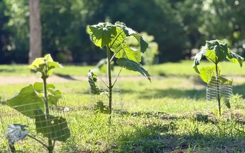 Как чувствует себя Павловниевый сад в парке Гагарина? Рассказываем! Как чувствует себя Павловниевый сад в парке Гагарина? Рассказываем!