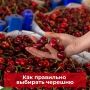 Гид по черешне и способы ее заготовки на зиму