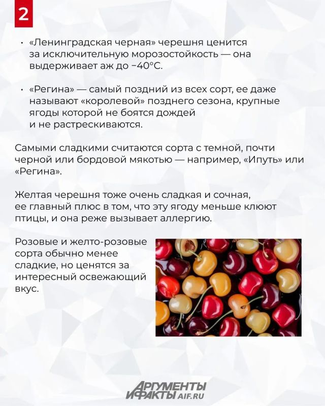 Гид по черешне и способы ее заготовки на зиму Гид по черешне и способы ее заготовки на зиму