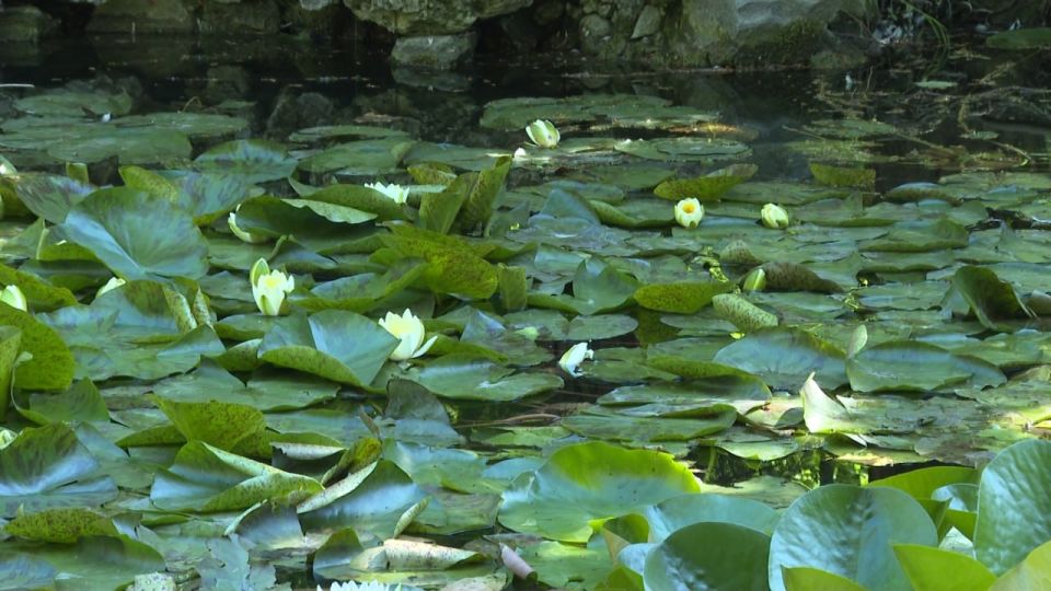 Королева водоёмов. В прудах Ботанического сада имени Николая Багрова зацвели кувшинки Королева водоёмов. В прудах Ботанического сада имени Николая Багрова зацвели кувшинки