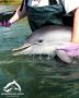 ���������� � ����������� ���������: ������������ ������� �������� ������������ � �����������